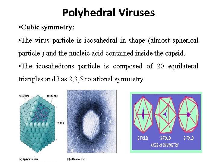 Polyhedral Viruses • Cubic symmetry: • The virus particle is icosahedral in shape (almost