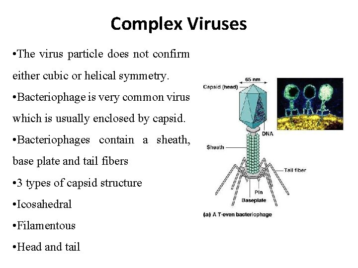 Complex Viruses • The virus particle does not confirm either cubic or helical symmetry.