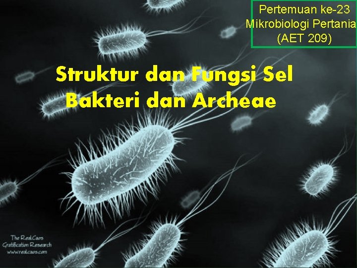 Pertemuan ke-23 Mikrobiologi Pertanian (AET 209) Struktur dan Fungsi Sel Bakteri dan Archeae 