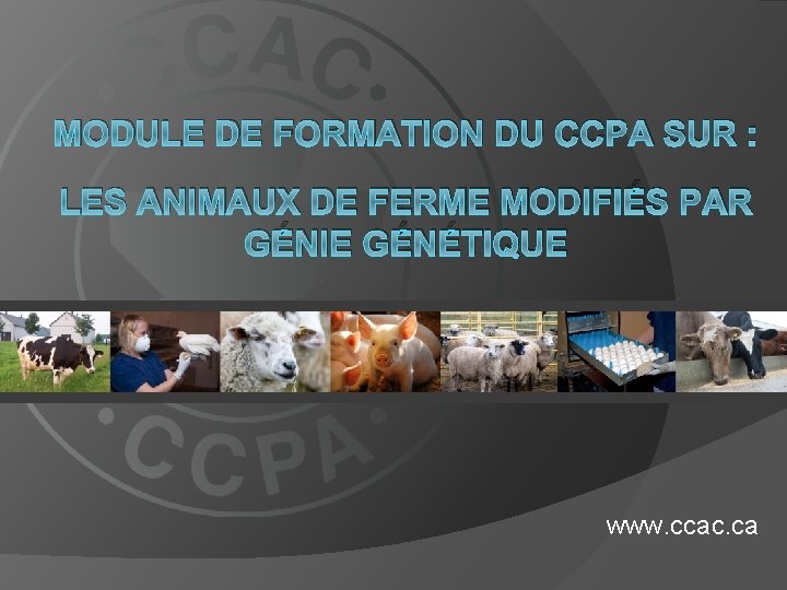 MODULE DE FORMATION DU CCPA SUR : LES ANIMAUX DE FERME MODIFIÉS PAR GÉNIE