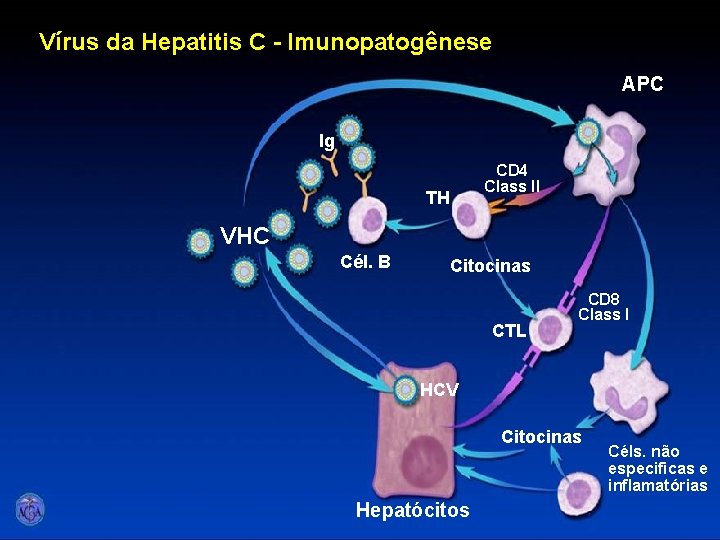 Vírus da Hepatitis C - Imunopatogênese APC Ig CD 4 Class II TH VHC