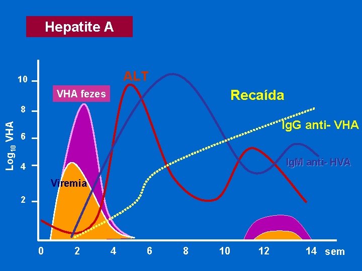 Hepatite A ALT 10 Recaída VHA fezes Log 10 VHA 8 Ig. G anti-