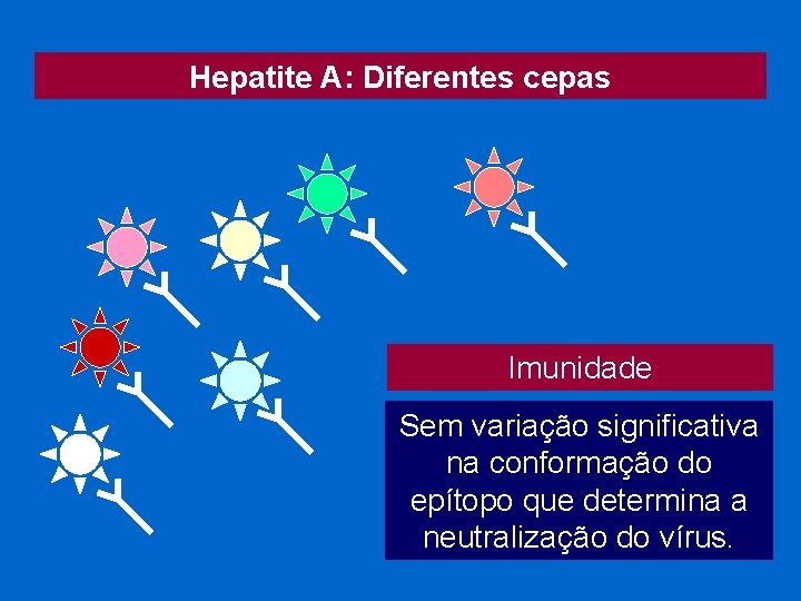 Hepatite A: Diferentes cepas Imunidade Sem variação significativa na conformação do epítopo que determina