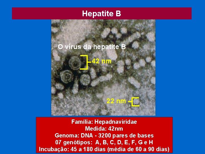 Hepatite B O vírus da hepatite B 42 nm 22 nm Família: Hepadnaviridae Medida: