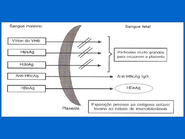 Hepatite B: transmissão perinatal Mãe Ag. HBs +, Ag. HBe + , DNA+ risco