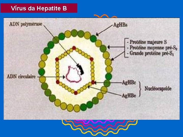 Vírus da Hepatite B 2. 1 kb RNA 2. 4 kb RNA Pre-S 1