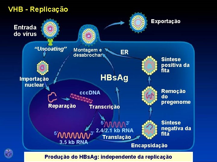 VHB - Replicação Exportação Entrada do vírus “Uncoating” Montagem e desabrochar ER Síntese positiva VHB - Replicação Exportação Entrada do vírus “Uncoating” Montagem e desabrochar ER Síntese positiva