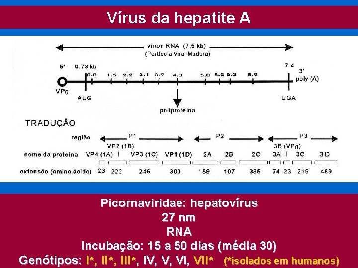 Vírus da hepatite A Picornaviridae: hepatovírus 27 nm RNA Incubação: 15 a 50 dias