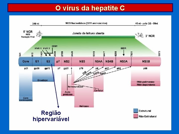 O vírus da hepatite C Região hipervariável 