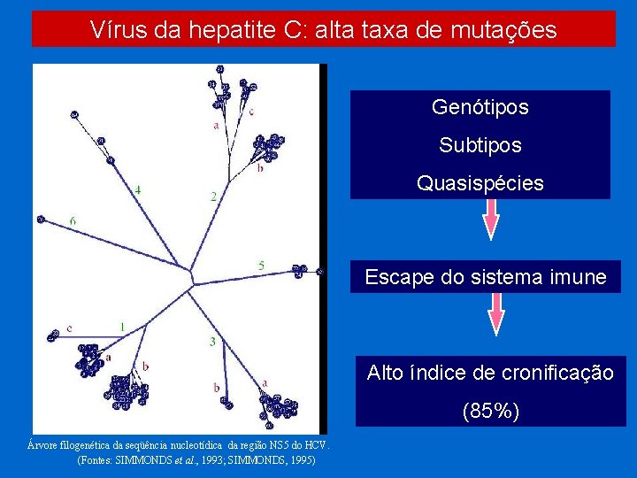 Vírus da hepatite C: alta taxa de mutações Genótipos Subtipos Quasispécies Escape do sistema