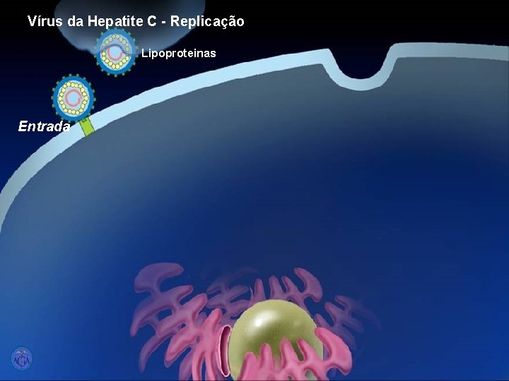 Vírus da Hepatite C - Replicação Lipoproteinas Entrada 