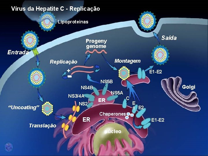 Vírus da Hepatite C - Replicação Lipoproteinas Saída Progeny genome Entrada Montagem Replicação +