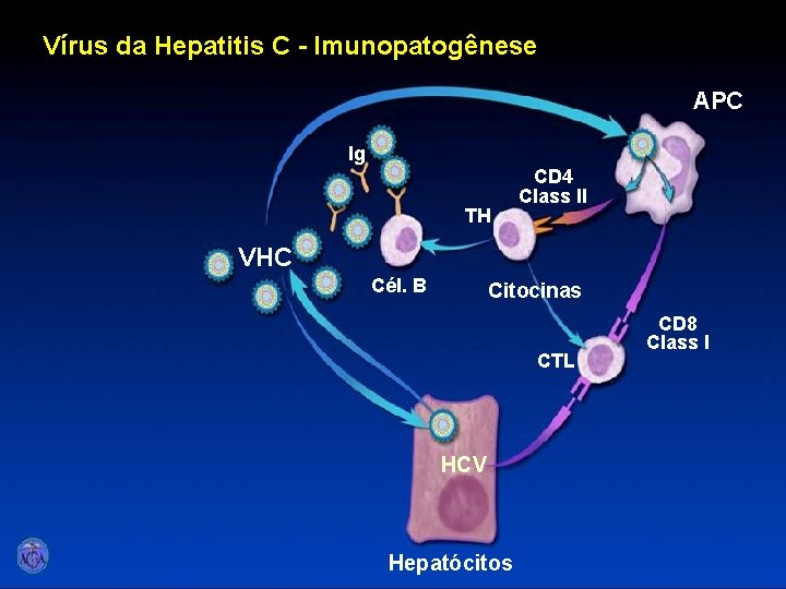Vírus da Hepatitis C - Imunopatogênese APC Ig TH CD 4 Class II VHC