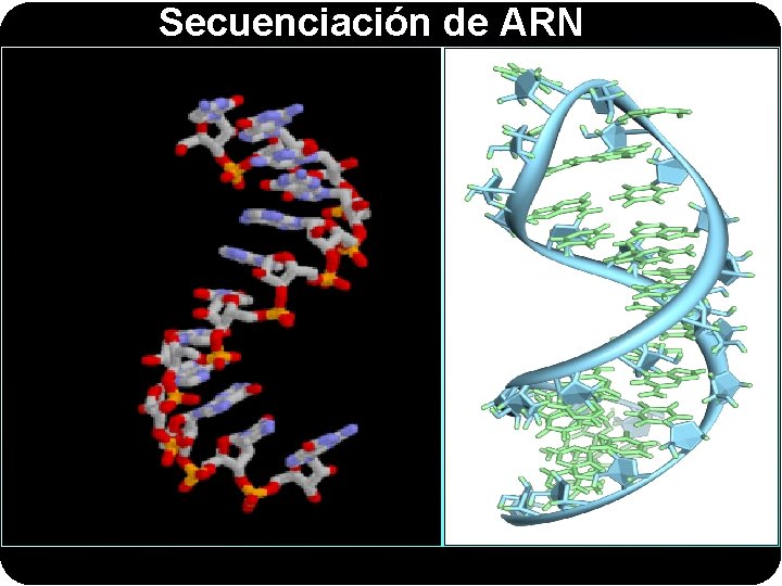 Secuenciación de ARN 