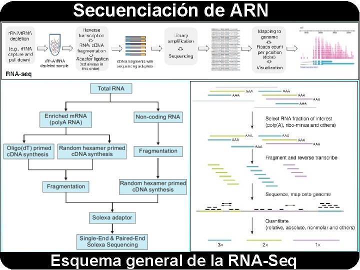 Secuenciación de ARN Esquema general de la RNA-Seq 