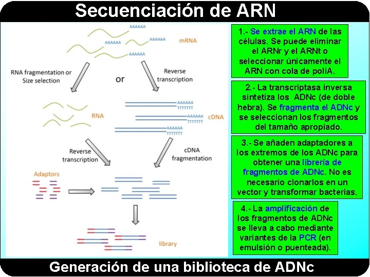 Secuenciación de ARN 1. - Se extrae el ARN de las células. Se puede