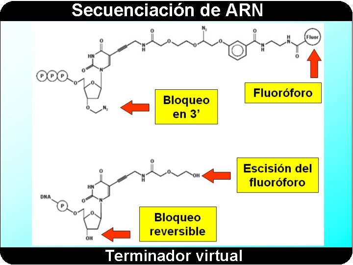 Secuenciación de ARN Terminador virtual 