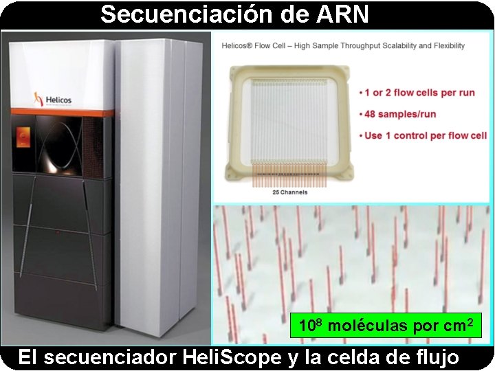 Secuenciación de ARN 108 moléculas por cm 2 El secuenciador Heli. Scope y la