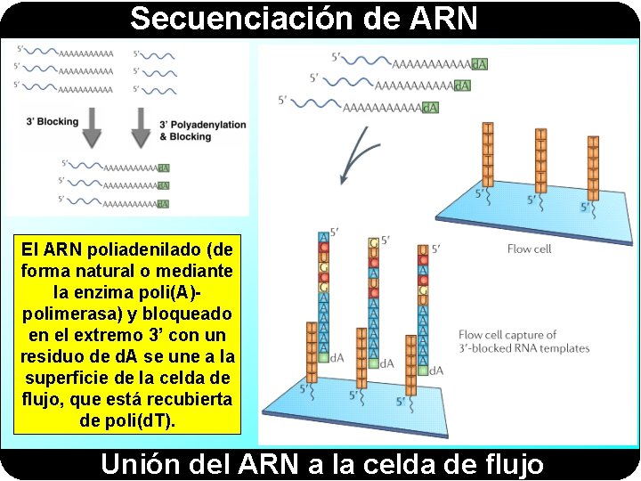 Secuenciación de ARN El ARN poliadenilado (de forma natural o mediante la enzima poli(A)polimerasa)