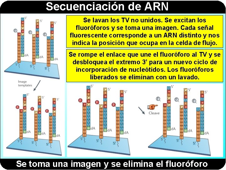 Secuenciación de ARN Se lavan los TV no unidos. Se excitan los fluoróforos y