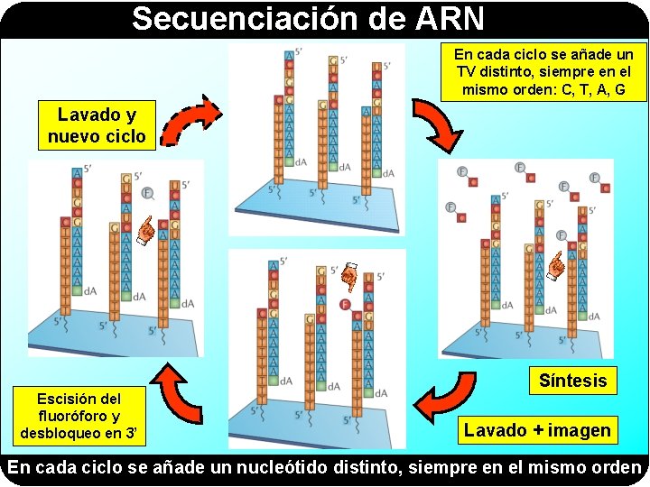 Secuenciación de ARN En cada ciclo se añade un TV distinto, siempre en el