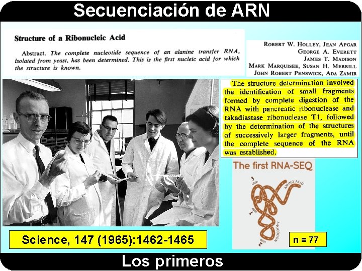 Secuenciación de ARN Science, 147 (1965): 1462 -1465 Los primeros n = 77 