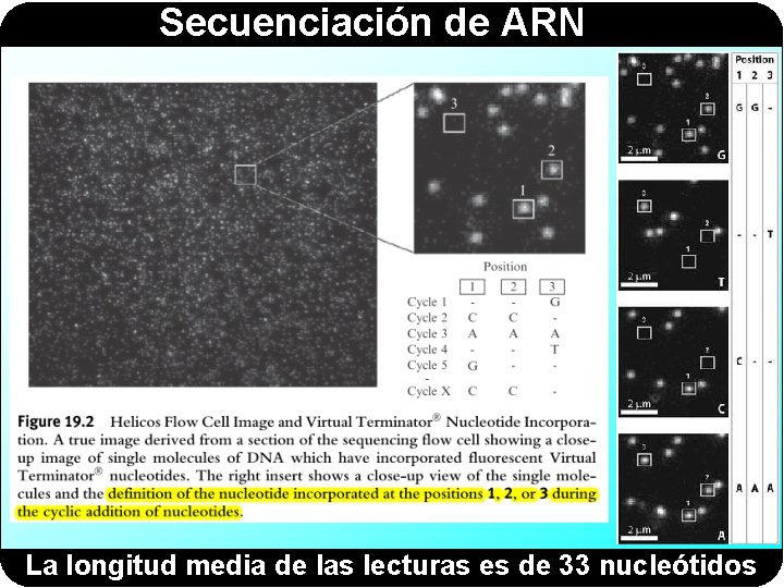 Secuenciación de ARN La longitud media de las lecturas es de 33 nucleótidos 