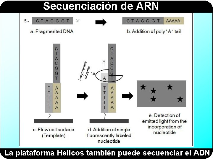 Secuenciación de ARN La plataforma Helicos también puede secuenciar el ADN 