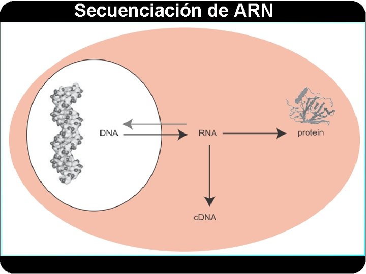 Secuenciación de ARN 