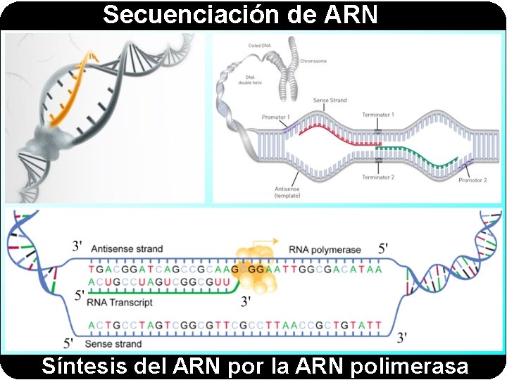 Secuenciación de ARN Síntesis del ARN por la ARN polimerasa 