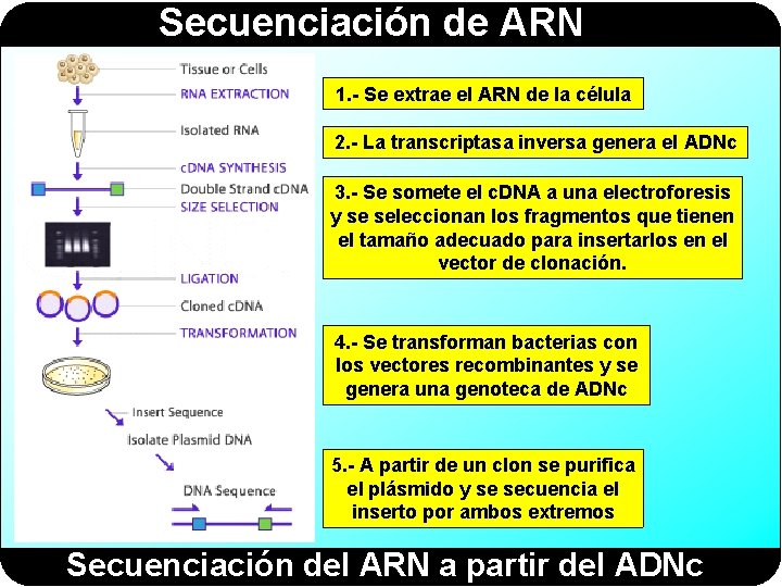 Secuenciación de ARN 1. - Se extrae el ARN de la célula 2. -