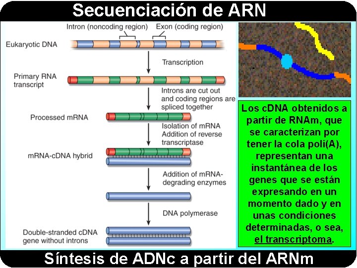 Secuenciación de ARN Los c. DNA obtenidos a partir de RNAm, que se caracterizan