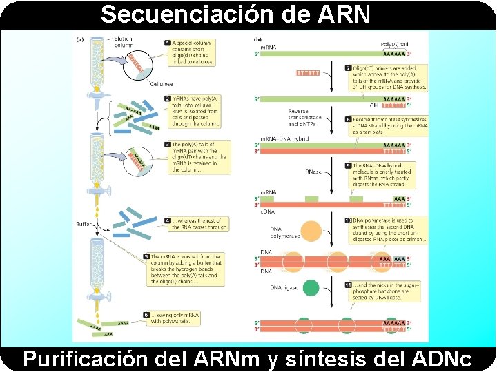 Secuenciación de ARN Purificación del ARNm y síntesis del ADNc 