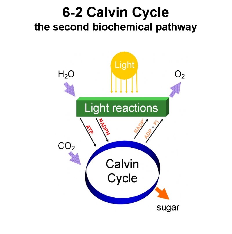 6 -2 Calvin Cycle the second biochemical pathway 