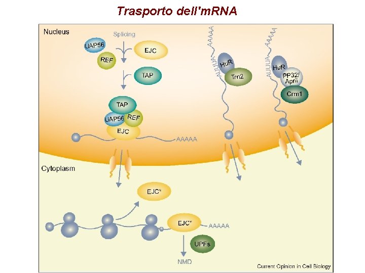 Trasporto dell'm. RNA Trasporto dell'm. RNA