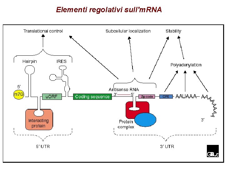 Elementi regolativi sull'm. RNA Elementi regolativi sull'm. RNA