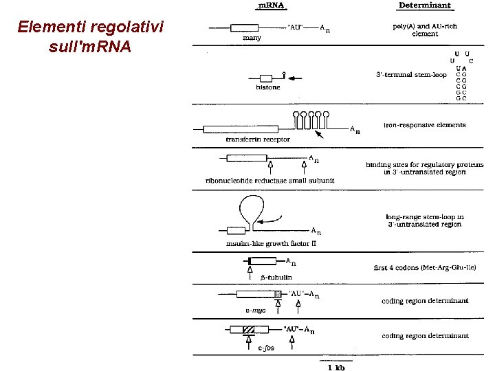 Elementi regolativi sull'm. RNA Elementi regolativi sull'm. RNA