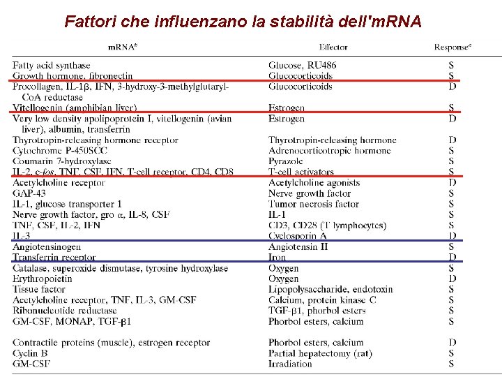 Fattori che influenzano la stabilità dell'm. RNA Fattori che influenzano la stabilità dell'm. RNA