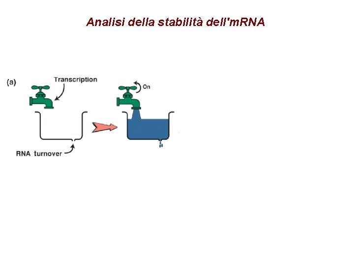 Analisi della stabilità dell'm. RNA Analisi della stabilità dell'm. RNA