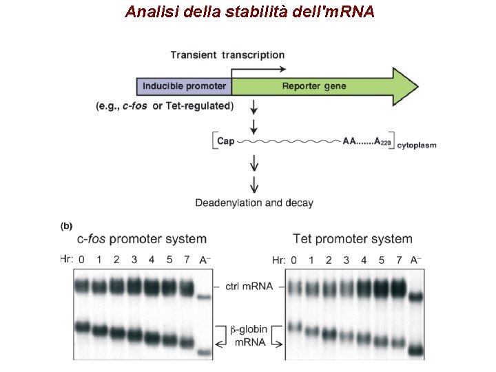 Analisi della stabilità dell'm. RNA Analisi della stabilità dell'm. RNA