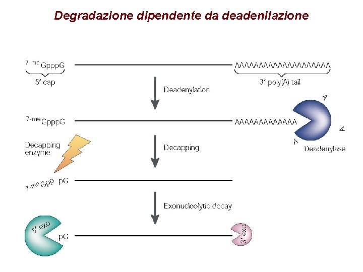 Degradazione dipendente da deadenilazione Degradazione dipendente da deadenilazione