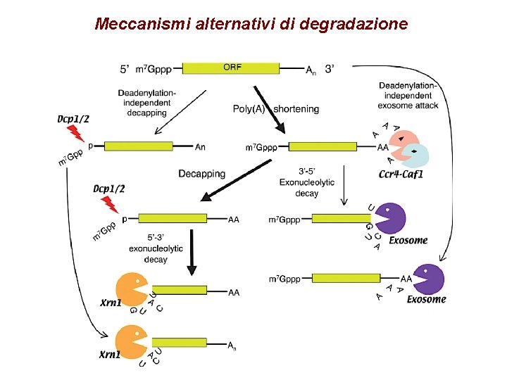Meccanismi alternativi di degradazione Meccanismi alternativi di degradazione