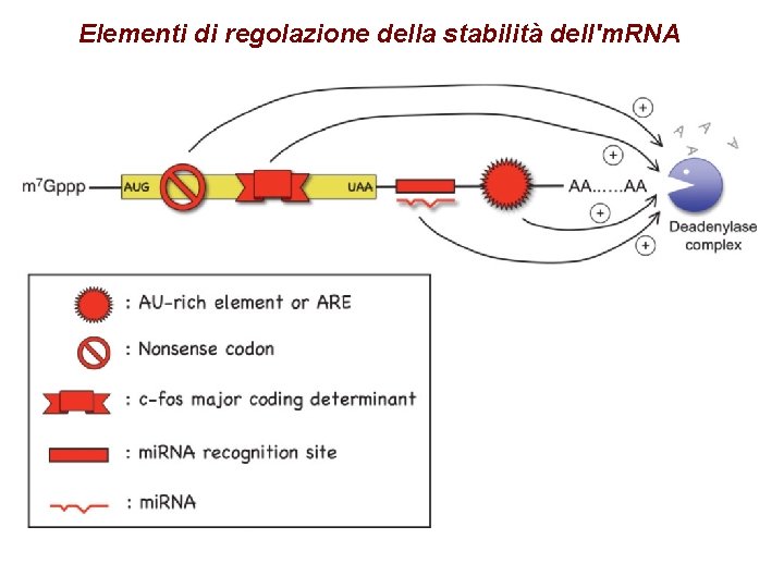 Elementi di regolazione della stabilità dell'm. RNA Elementi di regolazione della stabilità dell'm. RNA