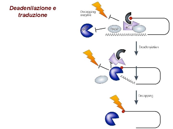 Deadenilazione e traduzione Deadenilazione e traduzione