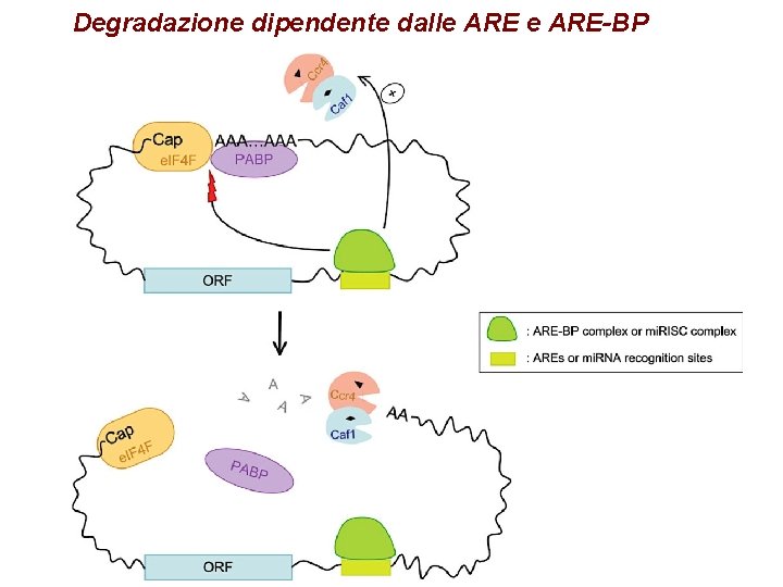 Degradazione dipendente dalle ARE-BP Degradazione dipendente dalle ARE-BP