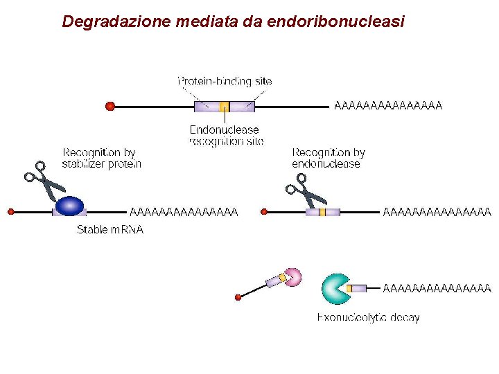Degradazione mediata da endoribonucleasi Degradazione mediata da endoribonucleasi