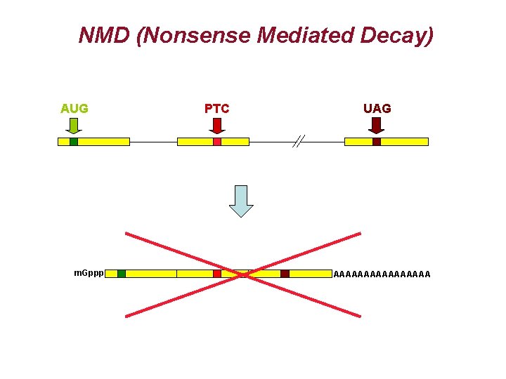 NMD (Nonsense Mediated Decay) AUG m. Gppp PTC UAG AAAAAAAA NMD (Nonsense Mediated Decay) AUG m. Gppp PTC UAG AAAAAAAA