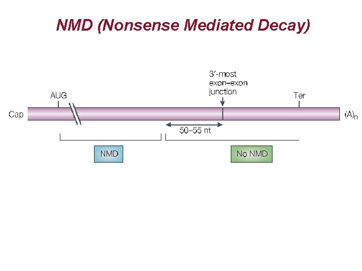 NMD (Nonsense Mediated Decay) NMD (Nonsense Mediated Decay)