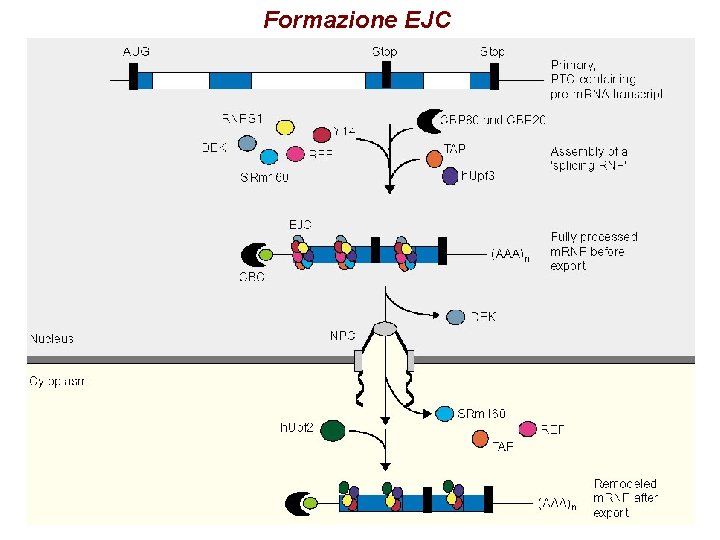 Formazione EJC Formazione EJC