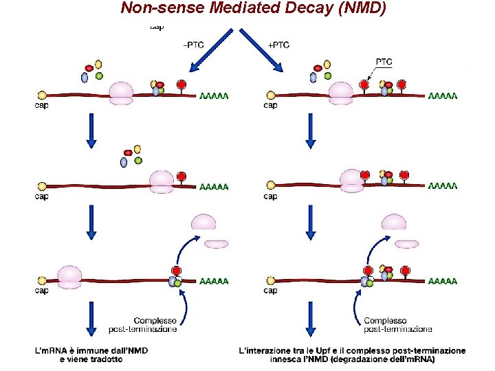 Non-sense Mediated Decay (NMD) Non-sense Mediated Decay (NMD)